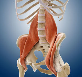 Iliopsoas  muscles, artwork